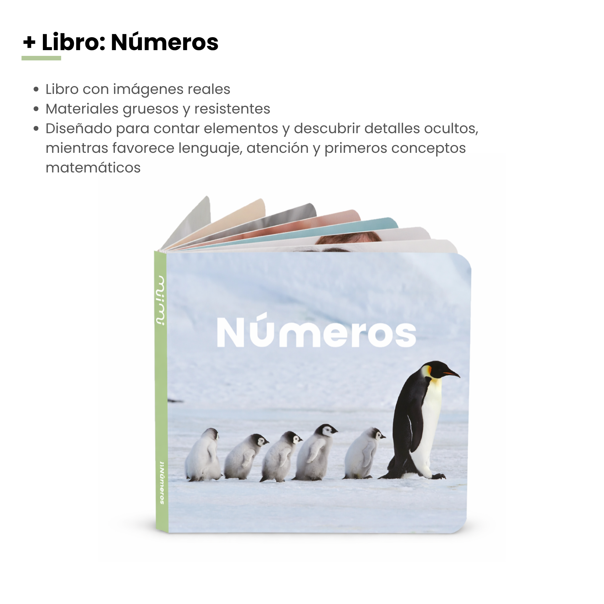 MiimiKit Loro | Kit de estimulación 25-30 meses